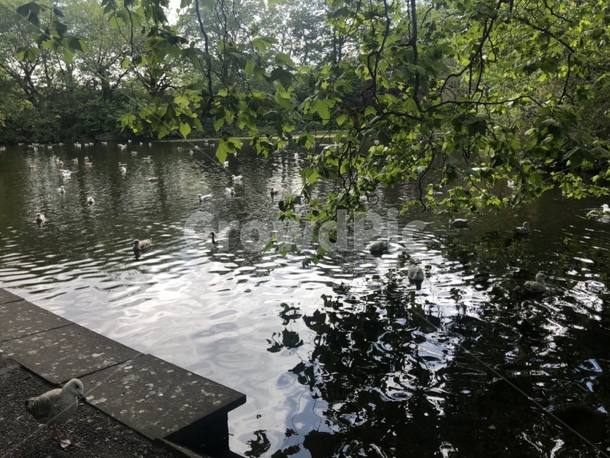 호수,공원,갈매기,물,자연,옥외,동물,새,lake,park,seagull,water,nature,outdoors,animal,bird
