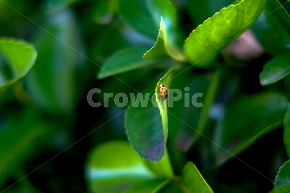 무당벌레,ladybug,나뭇잎,leaf,yellowbug,식물,자연,plants,nature,동물,animal,곤충,벌레,insect,bug