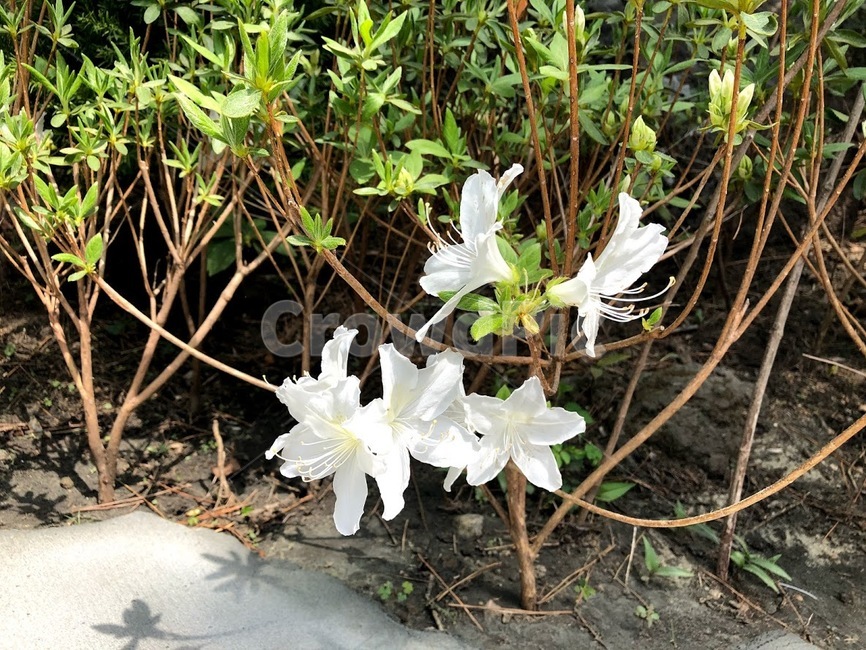 꽃,봄꽃,flower,white,초록,하얀,흰색,푸른,풀,자연