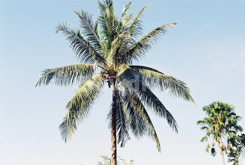 야자수,나무,palmtree,이국적,plant