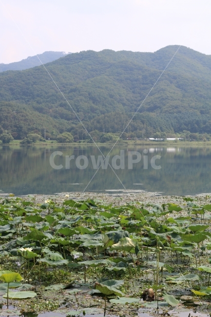 연잎,산,강,두물머리,자연,자연,풍경,nature,landscape,land,땅,outdoors,옥외,water,물