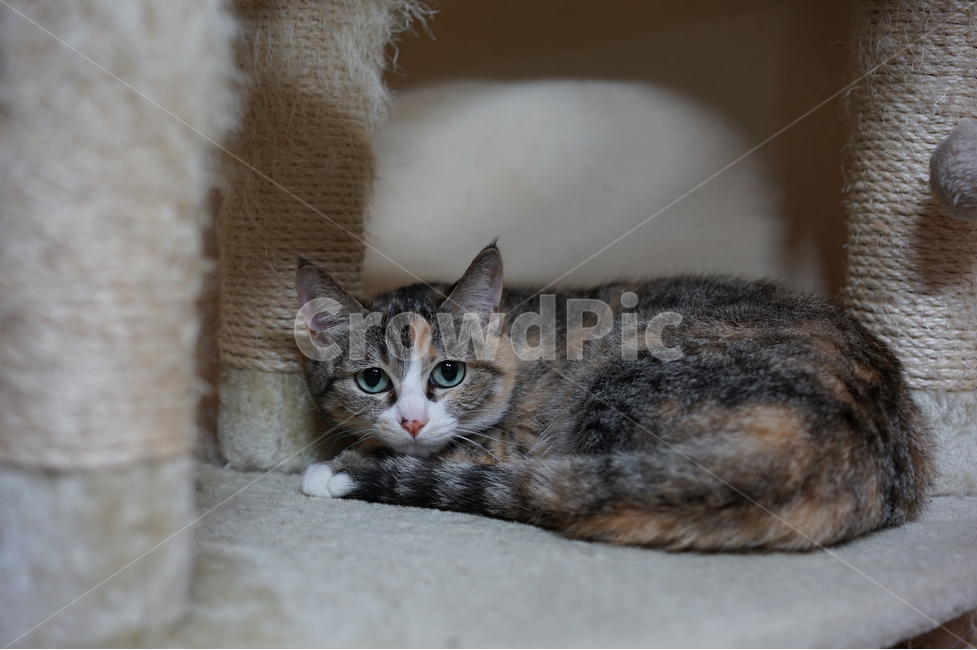 캣타워,고양이,집고양이,집사,고냥이,동물,animal,포유류,mammal,고양이,cat,kitten,kitty