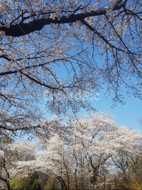 봄,벚꽃,나무,하늘,꽃,spring,weather,날씨,sakura,cherryblossoms,sky,flower