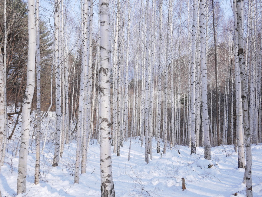 겨울,자작나무,눈,자작나무숲,설산,겨울,계절,winter,season,자연,풍경,nature,landscape,outdoors,옥외,tree,나무,plant,식물,snow