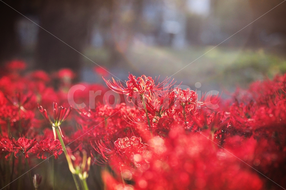 꽃,꽃무릇,빨강,빛,감성,식물,자연,plants,nature,꽃,flower,휴식,힐링,rest,relaxation,healing