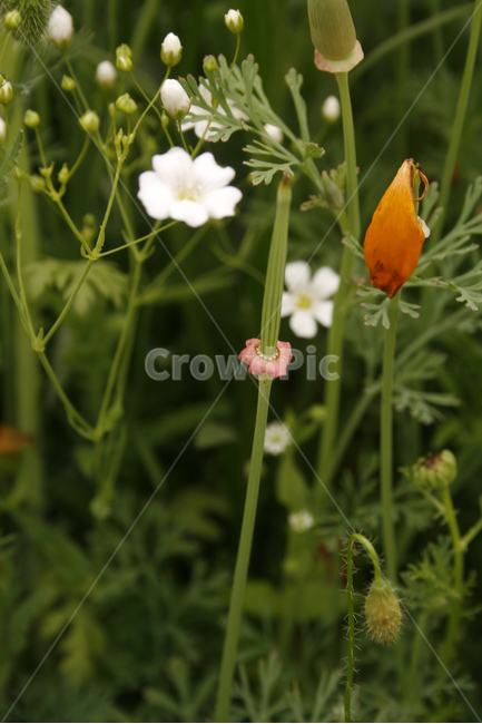 개양귀비,안개꽃,식물,flower,plants,nature,꽃,꽃봉오리,꽃밭,식물,자연,plants,nature,꽃,flower
