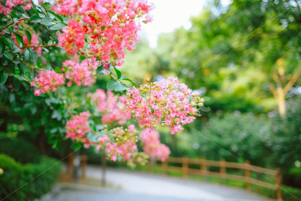 꽃,배롱나무,핑크,초록,여유로움,배경화면,식물,자연,plants,nature,꽃,flower,감성,sensible,feeling