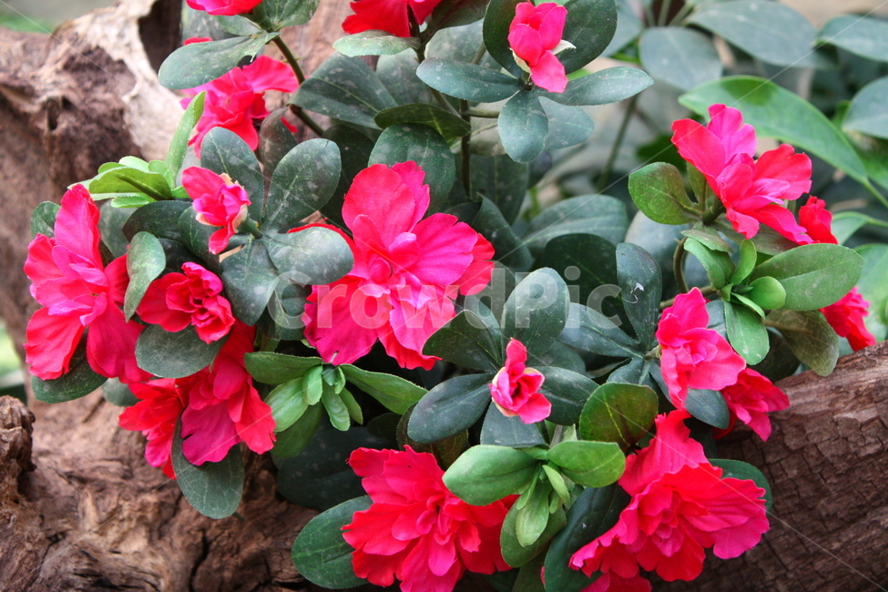식물,꽃,plant,flower,blossom,식물,자연,plants,nature,꽃,flower