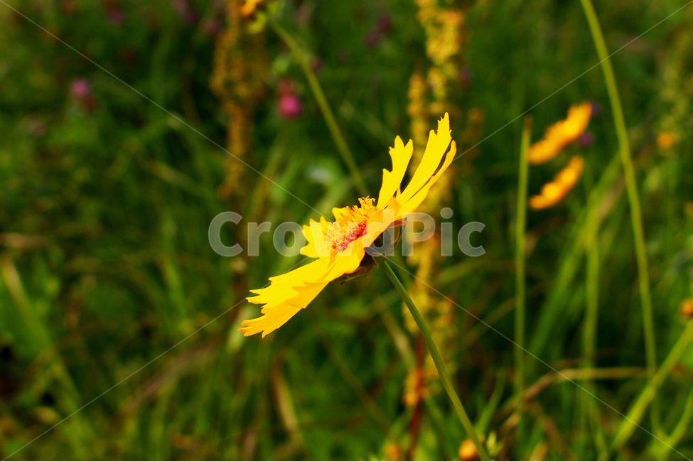 감성사진,자연,하늘,꽃풍경,풍경사진,색감,flower,sky,summer,nature,color,yellow,green,식물,자연,plants,nature,꽃,flower