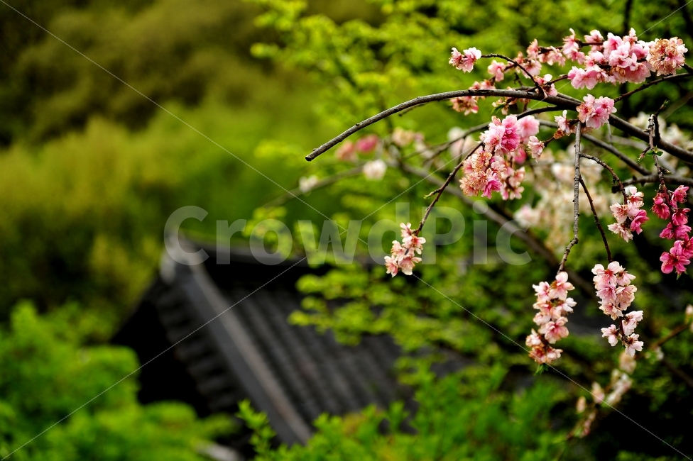 봄,꽃,산사,절,기와지붕,식물,자연,plants,nature,꽃,flower
