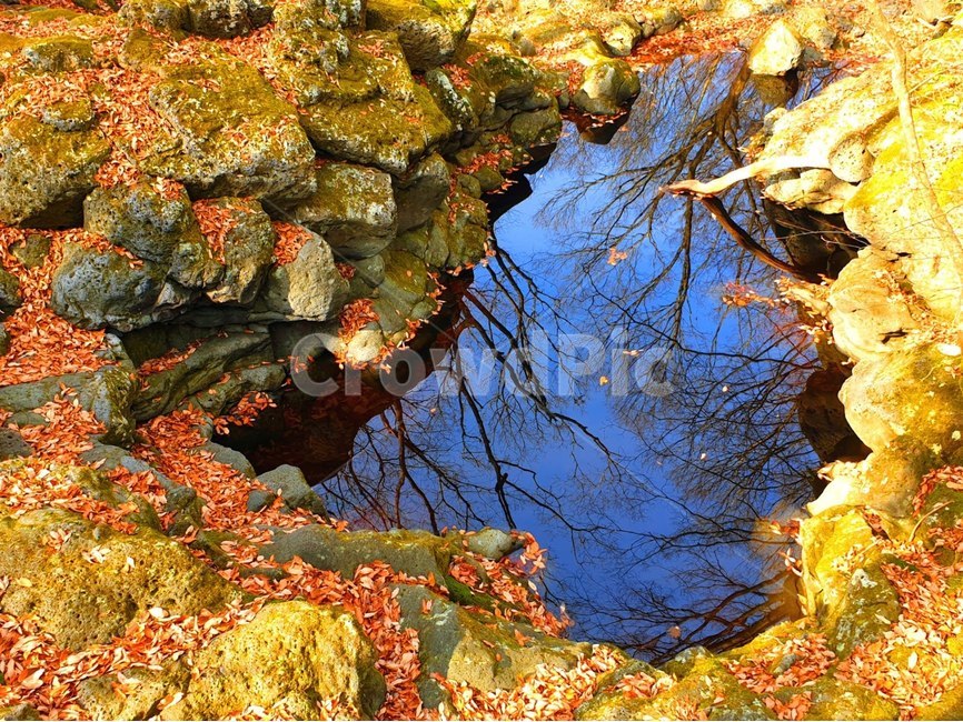 식물,plant,water,물,잎,tree,나무,이끼,호수,웅덩이,자연,풍경,nature,landscape