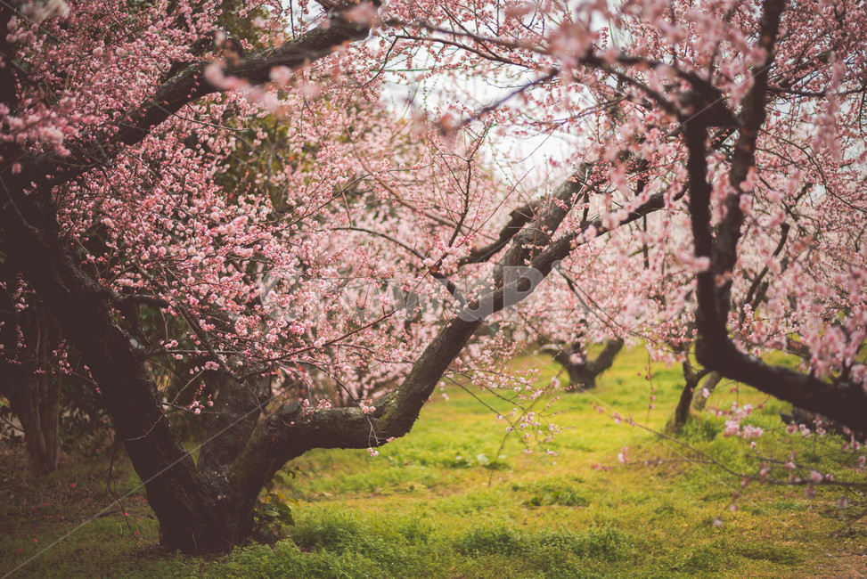 꽃,매화,매화꽃,매화나무,식물,봄,계절,spring,season,자연,풍경,nature,landscape,plant,blossom,flower,cherry blossom,벚꽃