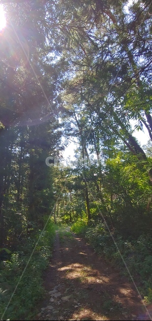plant,식물,초목,tree,나무