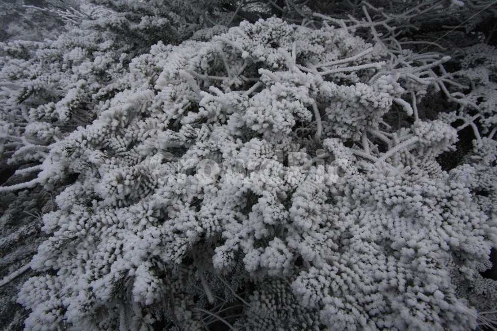 한라산,제주도,산,상고대,눈,눈꽃,겨울,snow,winter,나무,식물,자연,plants,nature,나무,trees,wood