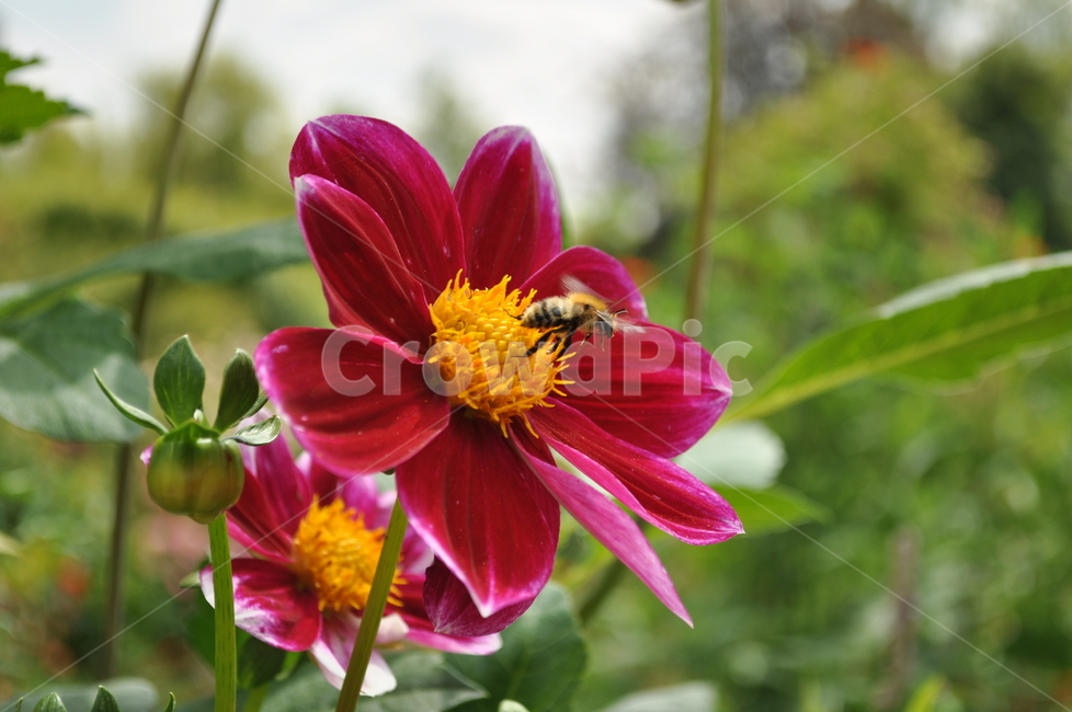 꿀벌,honeybee,꽃,flower,bee,nature,자연