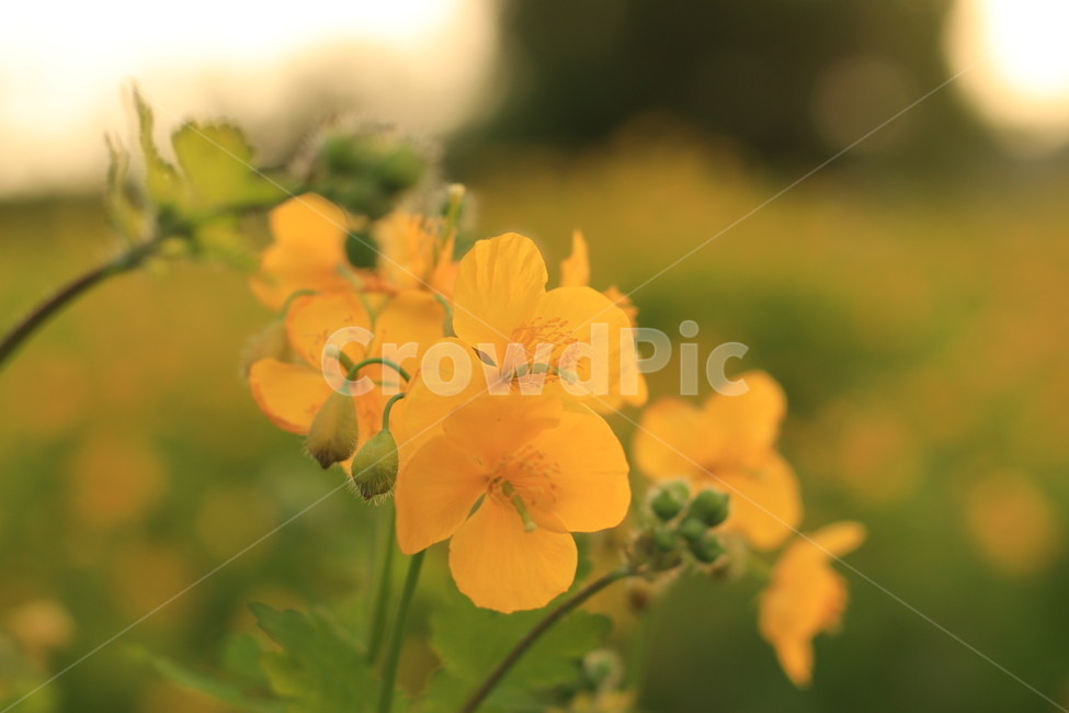 야생화,봄,꽃,wildflower,spring