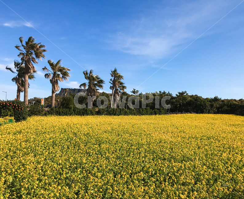outdoors,grassland,목초지,자연,nature,들,field,yellow,flower,flowers,flowerfield,natural,sky,하늘,들꽃,꽃,노란꽃,제주도,jeju,봄,계절,spring,season,자연,풍경,nature,landscape,옥외