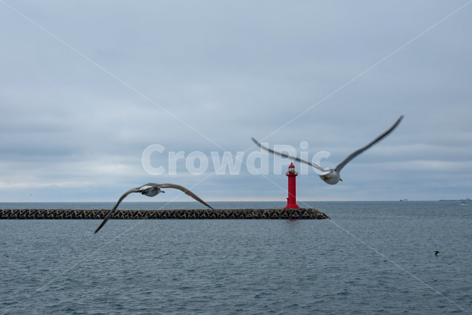 새,bird,동물,animal,등대,등대,lighthouse,동물,animal,조류,새,birds