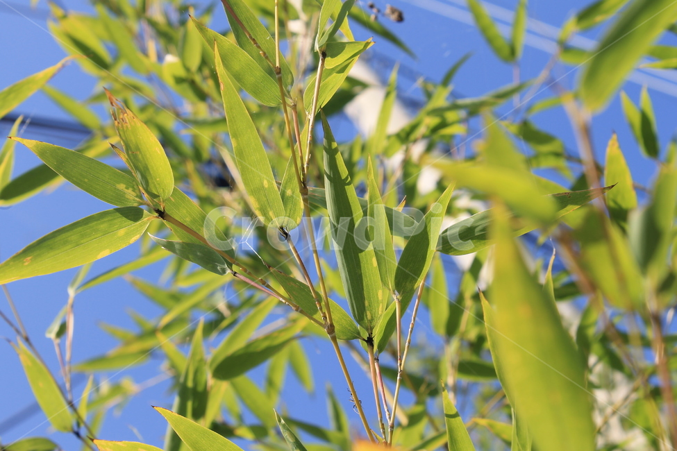 대나무,bamboo,식물,잎,leaf,녹색,green,식물,자연,plants,nature,나무,trees,wood
