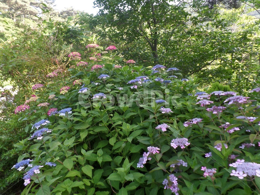 수국,여름꽃,비꽃,부산,태종대