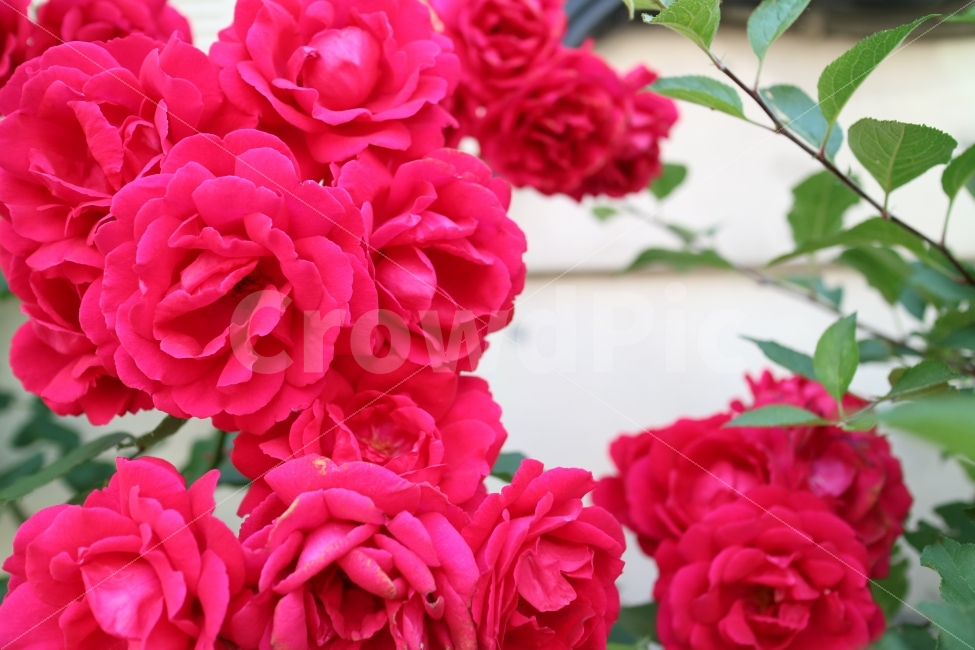 꽃,flower,엘라티오르베고니아,장미,자연,식물,nature,plant,식물,자연,plants,nature,꽃,flower