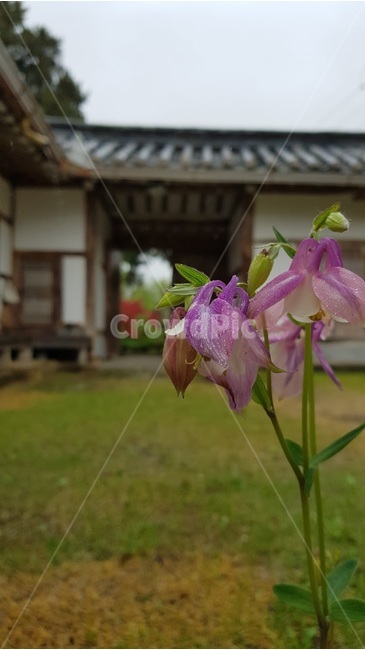 매발톱꽃,꽃,한옥,전통가옥,한국농촌,식물,자연,plants,nature,꽃,flower