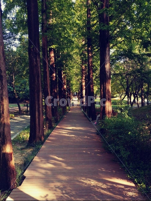 숲,가로수,산책,데크,나무,풍경