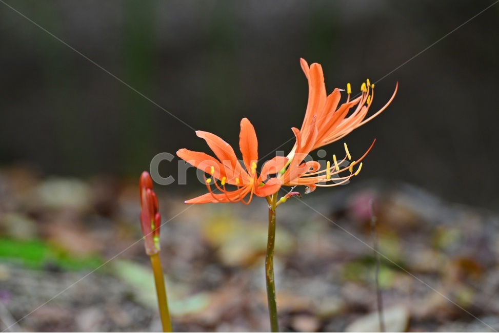 plant,식물,flower,blossom,꽃,꽃무릇,상사화,식물,자연,plants,nature,꽃,flower