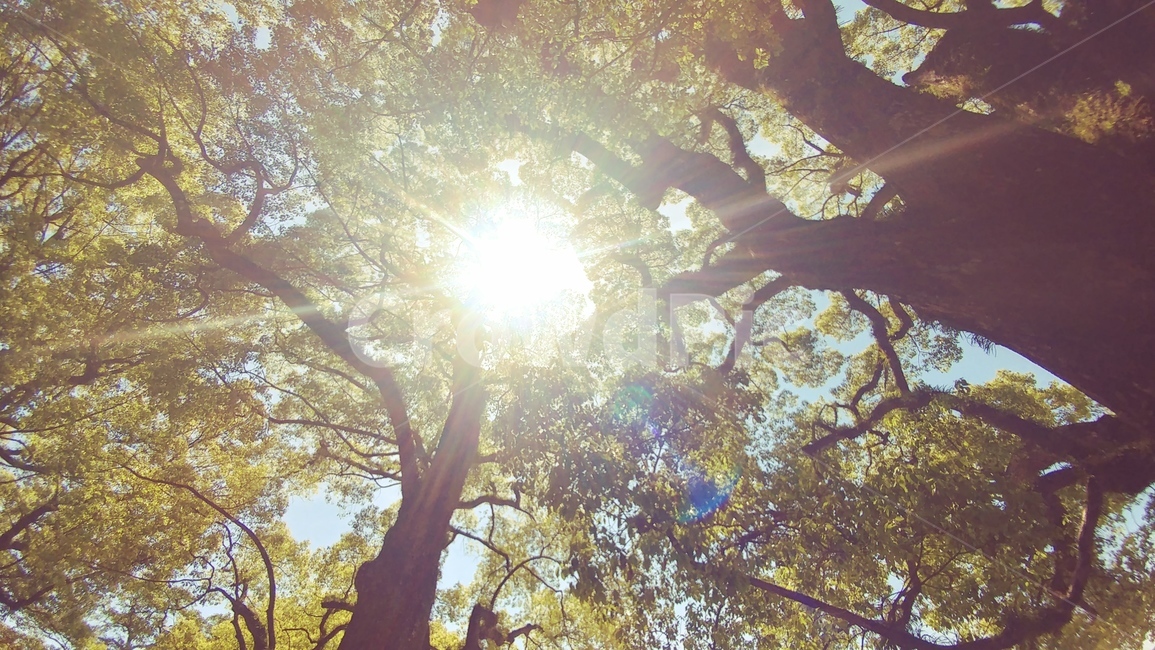 자연,식물,햇빛,태양,나무,잎,초록,청정,식물,자연,plants,nature,나무,trees,wood,휴식,힐링,rest,relaxation,healing