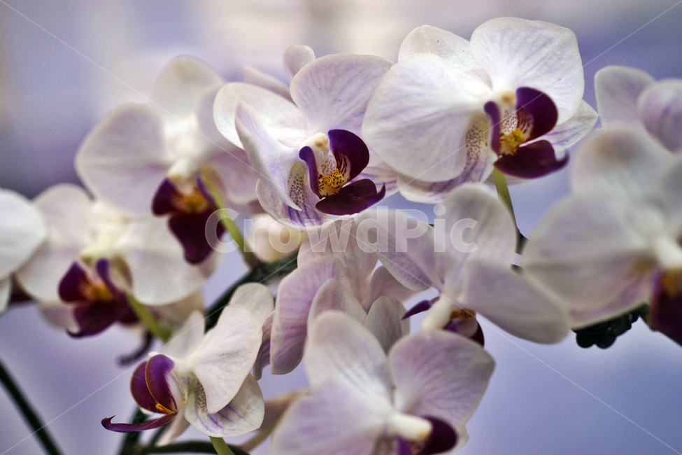 팔레놉시스,호접란,식물,꽃,공기정화식물,난과식물,식물,자연,plants,nature,꽃,flower