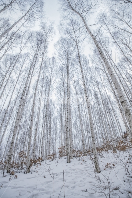 풍경,겨울,숲,자작나무,나무,겨울,계절,winter,season,자연,풍경,nature,landscape,식물,plants,나무,trees,wood,outdoors,옥외,snow,눈,storm,폭풍,blizzard,눈보라