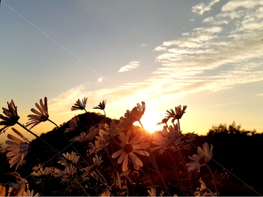저녁,노을,일몰,해,빛,풍경,자연,자연,풍경,nature,landscape,식물,plants,꽃,flower,light,flare,플레어,sunlight,햇빛