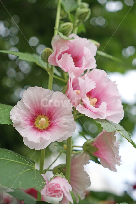 꽃,접시꽃,여름꽃,핑크꽃,flower,blossom,식물,plant,무궁화닮은꼴