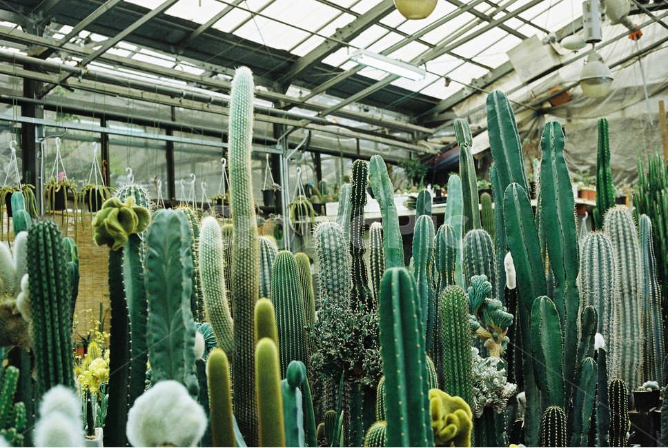 선인장,식물,초록,온실,plant,plants,cactus,green,greenhouse,film,식물,자연,plants,nature,실내용화초,화분,화초,house plant