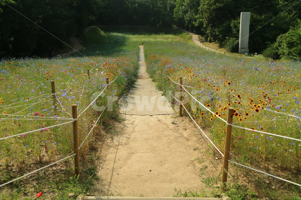 올림픽공원,들꽃마루,풍경,산책,길,공원,꽃,자연,풍경,nature,landscape,식물,plants,꽃,flower