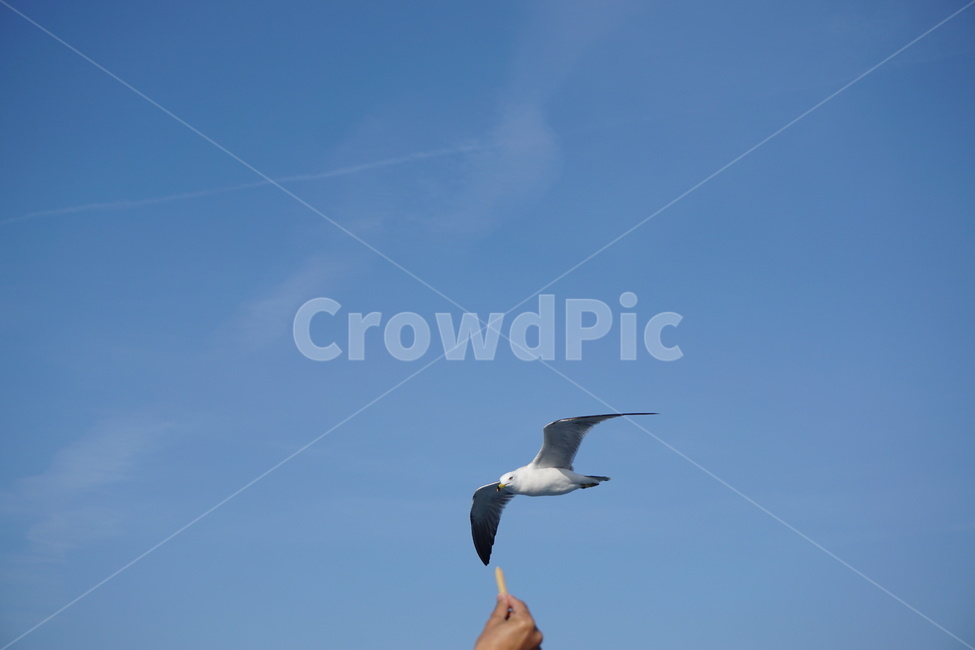 갈매기,새,새우깡,하늘,바다,동물,animal,조류,새,birds