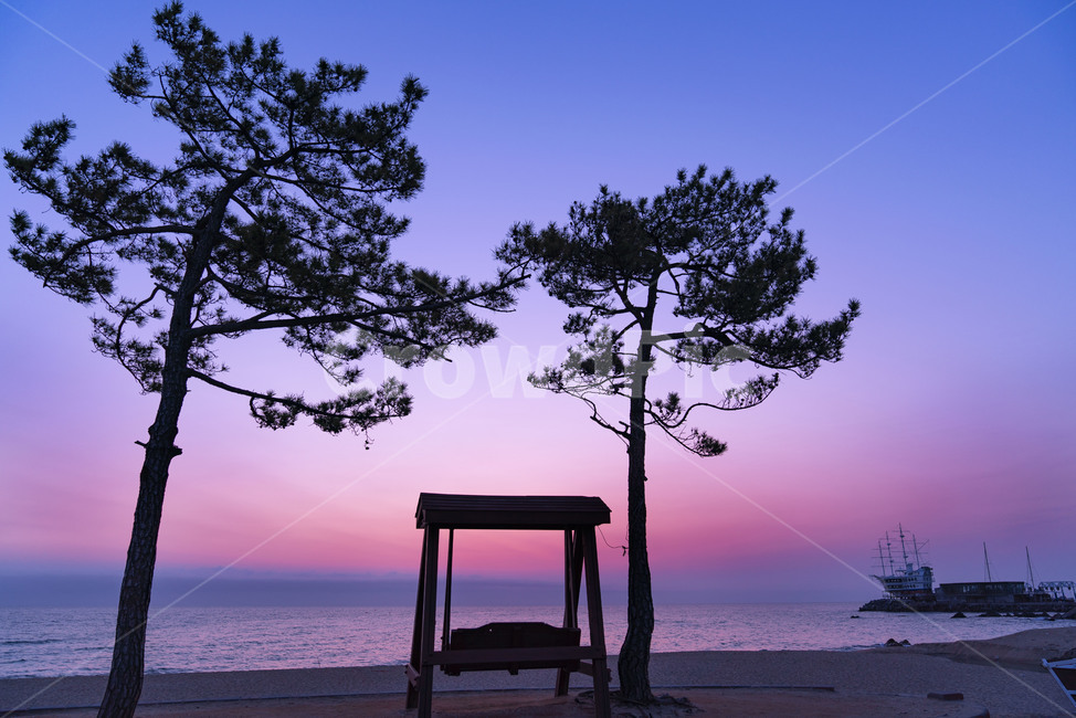 정동진,소나무,흔들그네,바다,색감,해뜰무렵,아침,지평선,퍼플,블루,sea,eastsea,tree,sunrise,명암,새벽녘,자연,풍경,nature,landscape