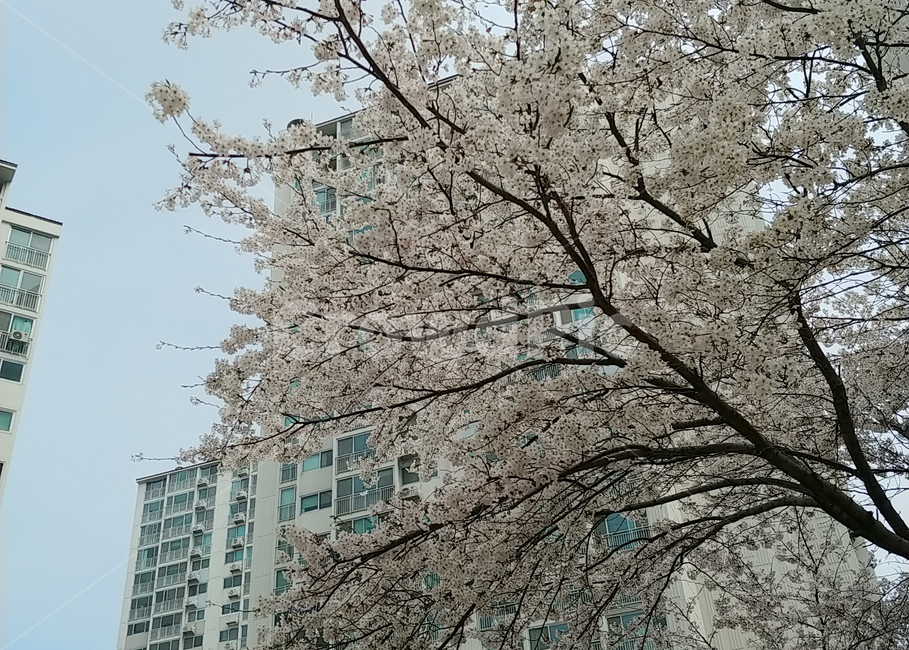 봄,벚나무,벚꽃,벚꽃나무,아파트벚꽃