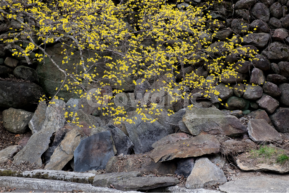 산수유,산수유꽃,풍경,봄,자연,계절,spring,season,식물,나무