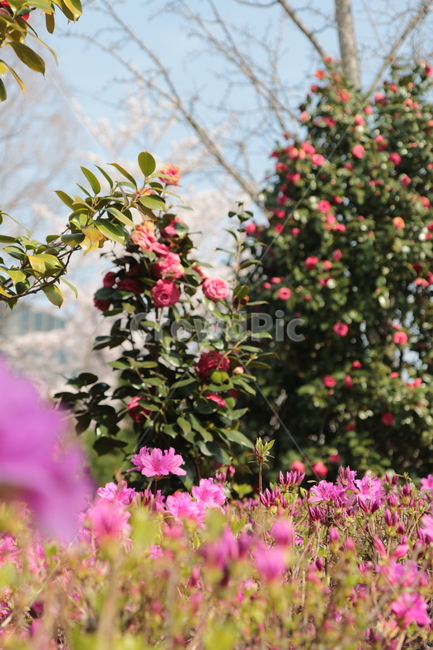 식물,plant,봄,꽃,꽃밭,flower,플라워,야외,자연,아웃도어,nature
