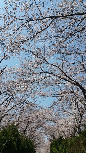 벚꽃,봄,나무,꽃,벚나무,flower,봄,계절,spring,season,식물,자연,plants,nature,꽃,flower,tree,plant,tree trunk,나무 줄기