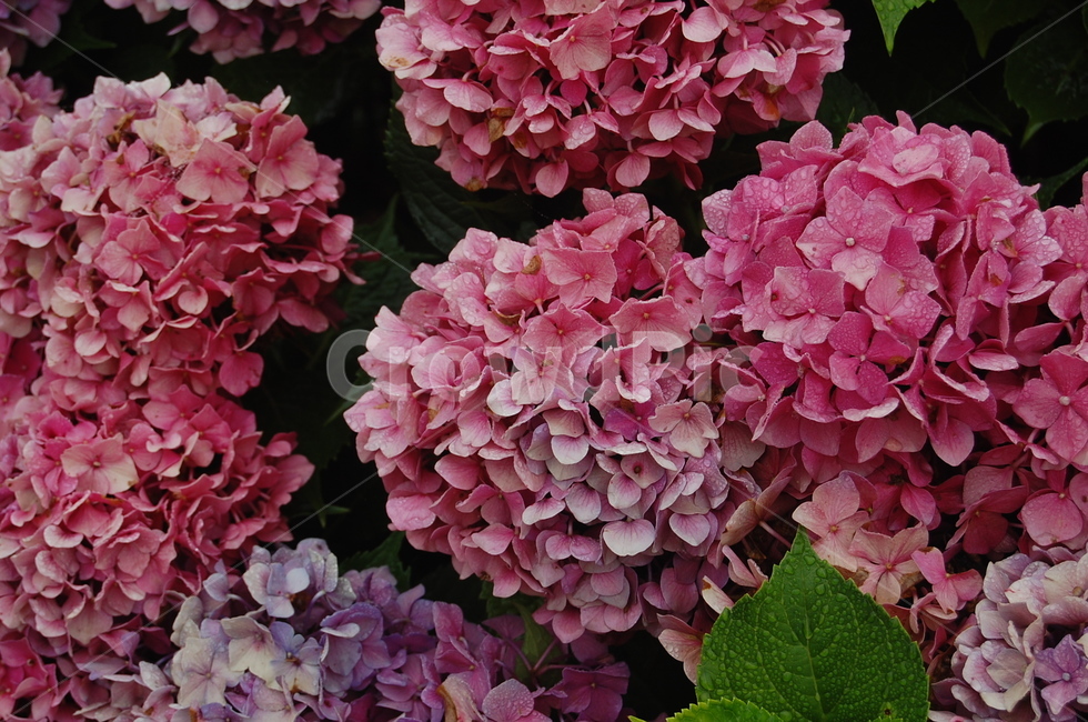 수국,분홍,다홍,꽃,분홍수국,핑크수국,핑크,꽃송이,식물,자연,plants,nature,꽃,flower