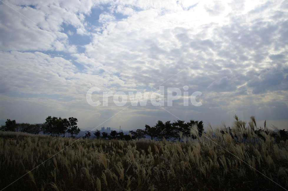 가을,억새,자연,nature,식물,plant,하늘,구름,자연,풍경,nature,landscape,grass,잔디,lawn,reed,갈대