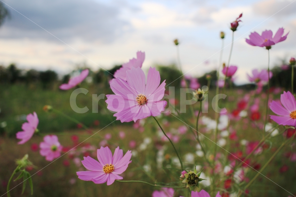 가을,코스모스,꽃,하늘,저녁,가을,계절,fall,autumn,season,식물,자연,plants,nature,꽃,flower,plant,blossom,petal,꽃잎