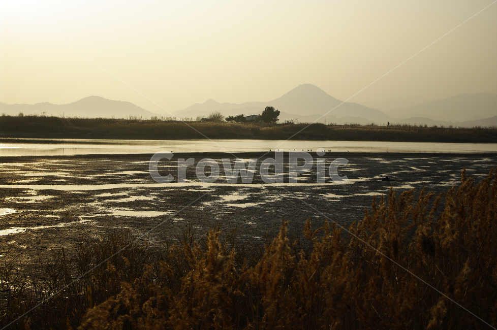 노을,풍경,plant,갯벌,강,순천만,자연,풍경,nature,landscape,한국자연풍경,한국자연경관,korea nature landscape,outdoors,옥외,land,땅