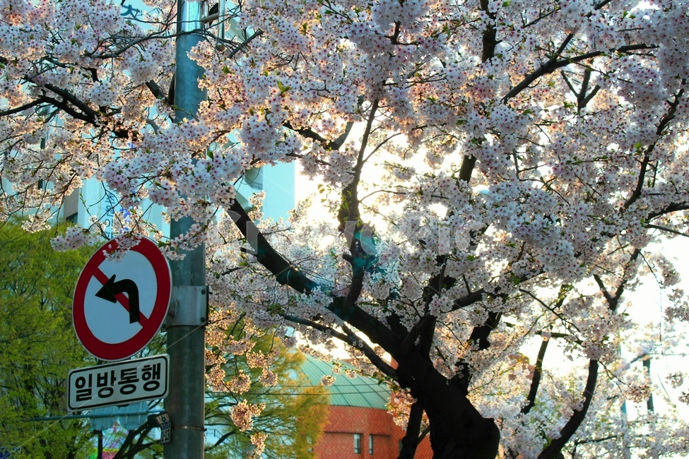 벚꽃,봄,꽃,표지판,일방통행,나무,봄꽃,식물,풍경,감성,힐링,cherryblossom