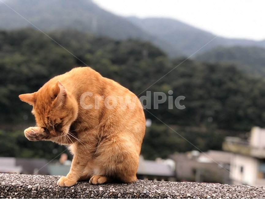 cat,고양이,pet,애완동물,animal,동물,길고양이