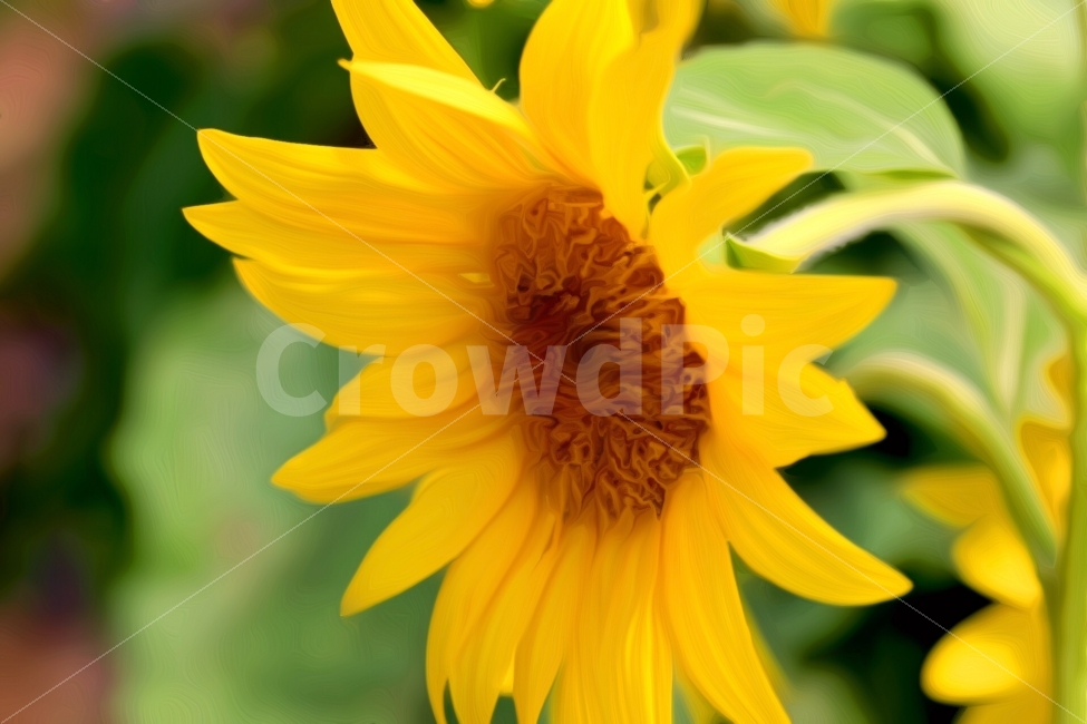 해바라기,꽃,풍경,프로덕션명주,김명주,여름,계절,summer,season,식물,자연,plants,nature,꽃,flower,plant,blossom,sunflower