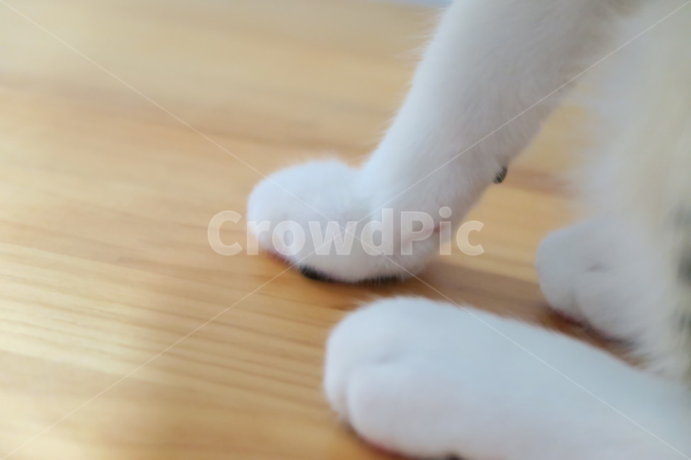 고양이,반려동물,길고양이,감성사진,발,길냥이,유기묘,귀여움,사랑스러움,동물,포유류,흰색,cat,animal,mammal,kitten,kitty,cute,lovely,솜방망이,동물,animal,포유류,mammal,고양이,cat,kitten,kitty