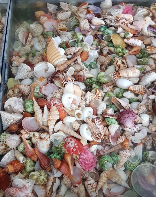 조개,조개껍질,clam,aclamshell,조개들